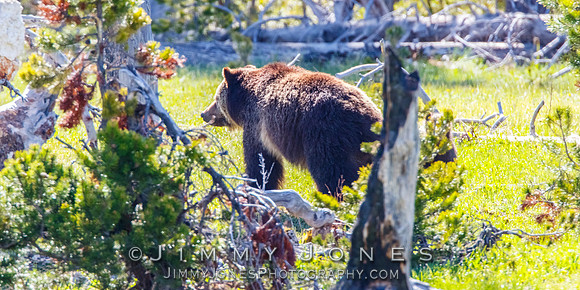 Grizzly Sow