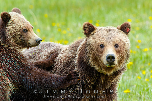 Grizzly Sow and Cub