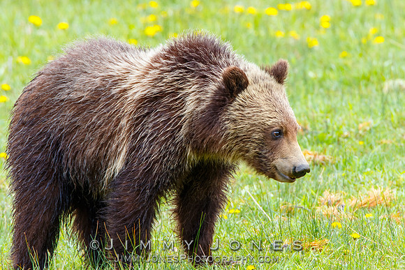 Grizzly Cub