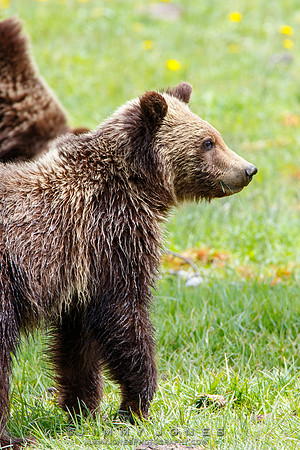 Grizzly Cub