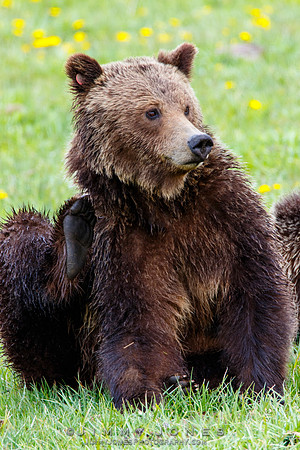Grizzly Sow