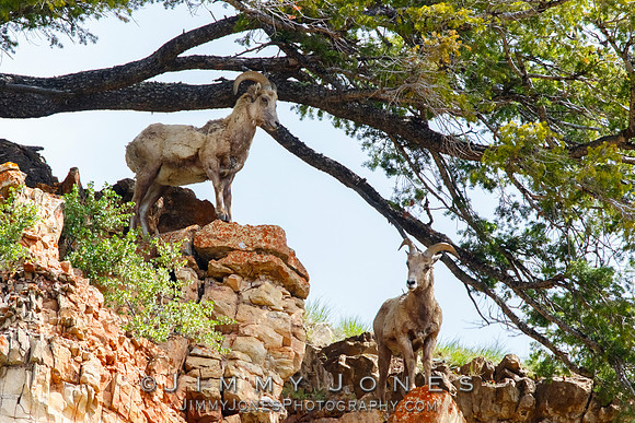 Big Horn Rams