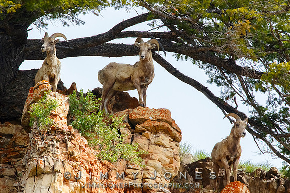 Big Horn Rams