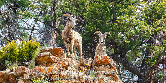 Big Horn Rams