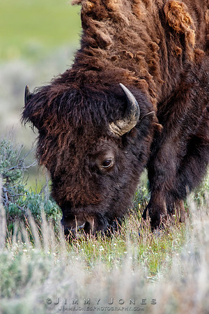 Bison