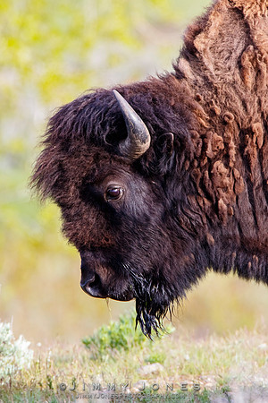 Bison