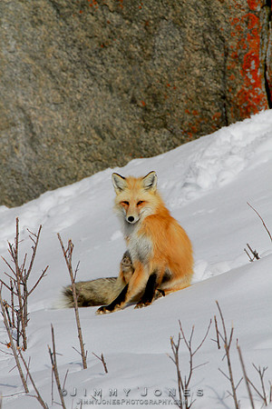 Red Fox