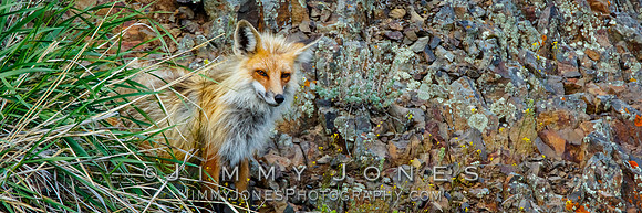 Red Fox
