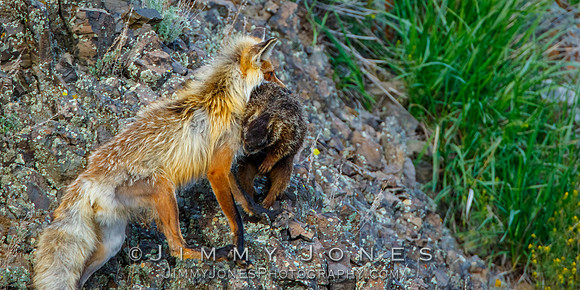 Red Fox With Marmot