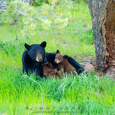 Black Bear Sow With Cubs