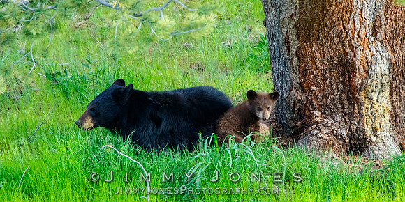 Black Bear Sow With Cub