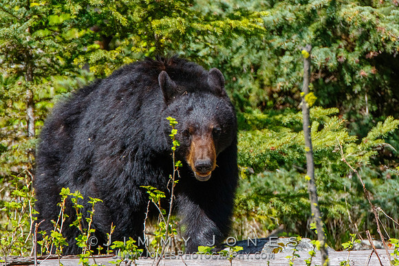 Black Bear Sow