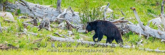 Black Bear