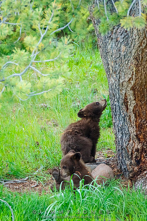 Black Bear Cubs