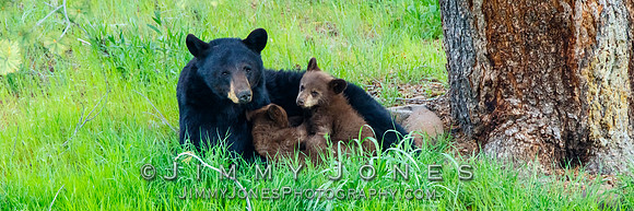 Black Bear Sow With Cubs