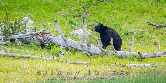 Black Bear