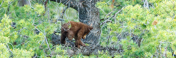 Black Bear Cub
