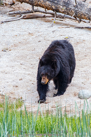 Black Bear Sow