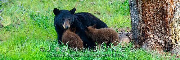 Black Bear Sow With Cubs