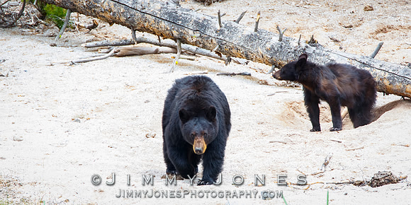 Black Bear Sow With Cub