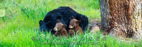 Black Bear Sow With Cubs