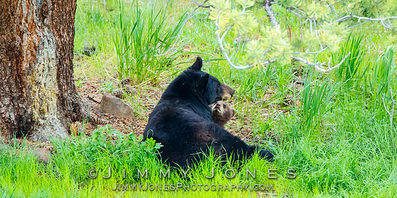 Black Bear Sow and Cub