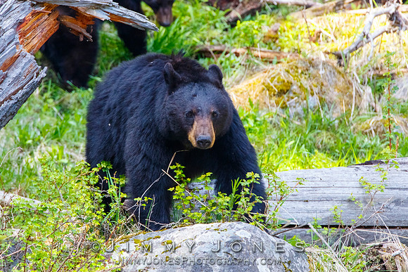 Black Bear Sow
