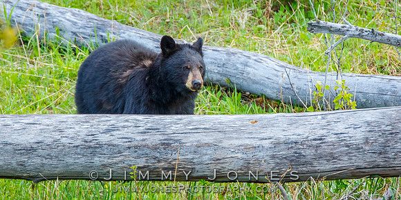 Black Bear