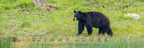 Black Bear