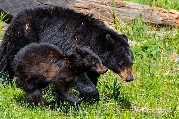 Black Bear Sow With Cub