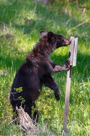 Black Bear Cub