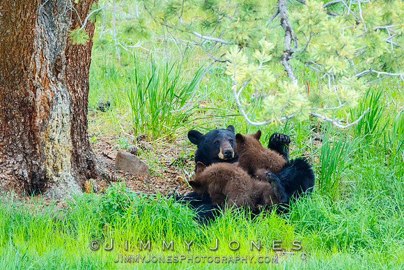 Black Bear Sow With Cubs