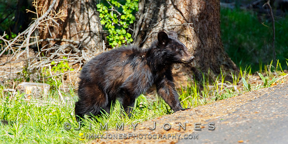 Black Bear Cub