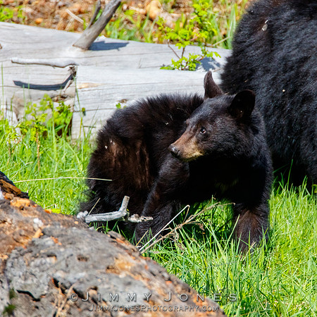 Black Bear Cub