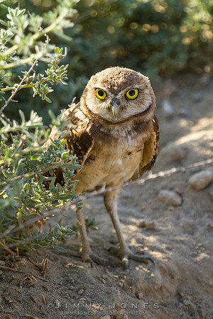 Burrowing Owl