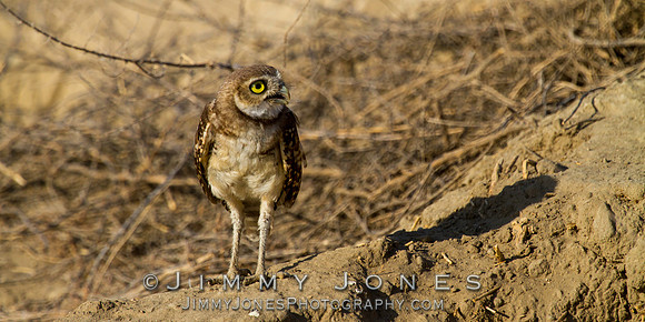 Burrowing Owl