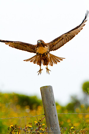 Red-tailed Hawk (Intermediate Juvenile)