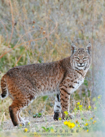 Bobcat