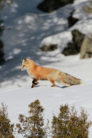 Red Fox