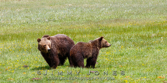 Grizzly Sow and Cub