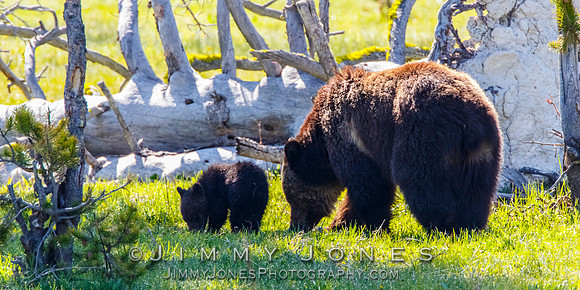 Grizzly Sow and Cub