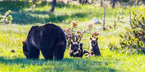 Grizzly Sow and Cubs