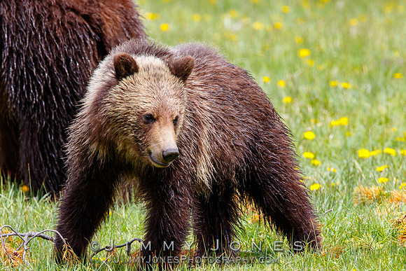 Grizzly Cub