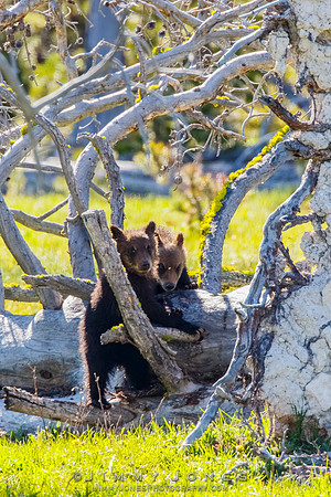 Grizzly Cubs
