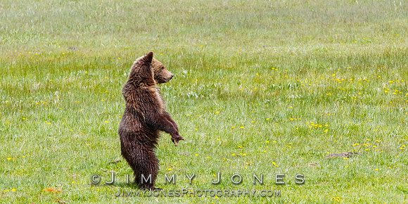 Grizzly Cub