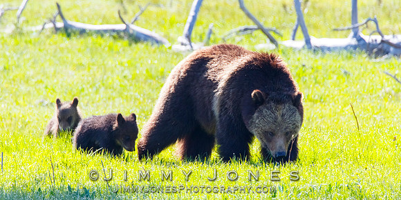 Grizzly Sow and Cubs