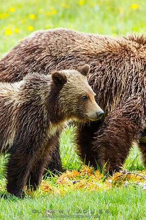 Grizzly Sow and Cub
