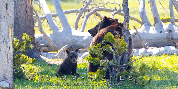 Grizzly Sow and Cub