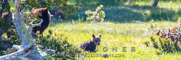 Grizzly Sow and Cub