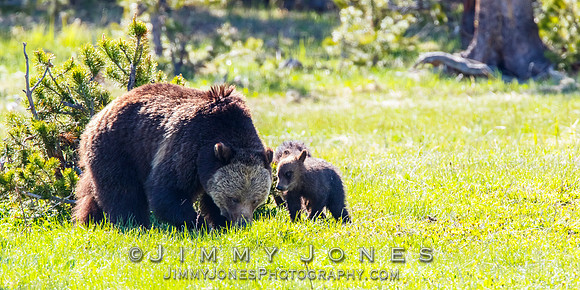 Grizzly Sow and Cubs